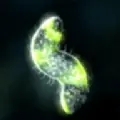 孢子进化5手机版